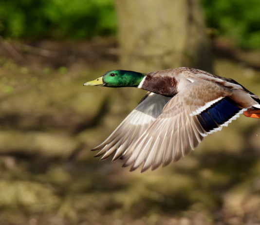Possibile appello su calendario venatorio dell’Emilia Romagna Si valuta appello su calendario venatorio dell’Emilia Romagna: germano reale in volo