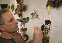 Stampi impagliati e tassidermizzati: le indicazioni della Toscana Stampi impagliati e tassidermizzati: le indicazioni della Toscana - tassidermista al lavoro