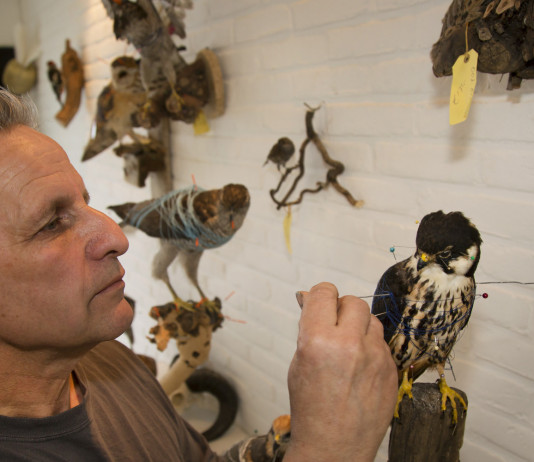 Stampi impagliati e tassidermizzati: le indicazioni della Toscana Stampi impagliati e tassidermizzati: le indicazioni della Toscana - tassidermista al lavoro