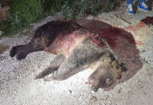 Uccisa l’orsa Amarena Uccisa l’orsa Amarena