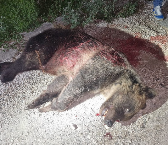 Uccisa l’orsa Amarena Uccisa l’orsa Amarena