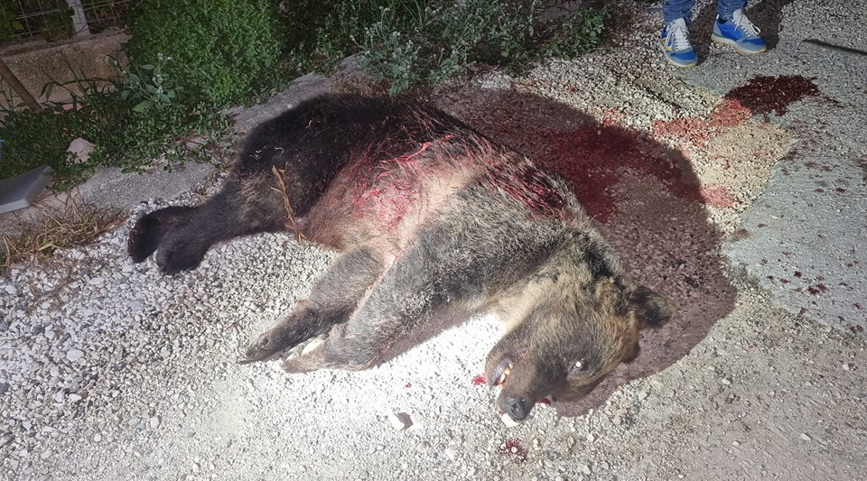 Uccisa l’orsa Amarena