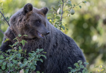 Uccisione dell’orsa Amarena, le reazioni delle associazioni venatorie Uccisione dell’orsa Amarena, le reazioni delle associazioni venatorie: orso marsicano nel Parco nazionale d'Abruzzo, Lazio e Molise