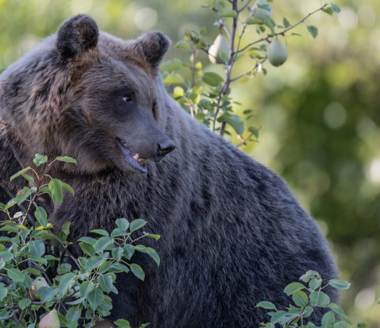 Uccisione dell’orsa Amarena, le reazioni delle associazioni venatorie Uccisione dell’orsa Amarena, le reazioni delle associazioni venatorie: orso marsicano nel Parco nazionale d'Abruzzo, Lazio e Molise