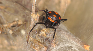 malmignatta, vedova nera