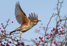 Accolto il ricorso sul calendario venatorio della Campania Accolto il ricorso sul calendario venatorio della Campania