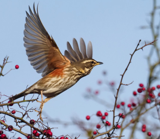 Accolto il ricorso sul calendario venatorio della Campania Accolto il ricorso sul calendario venatorio della Campania