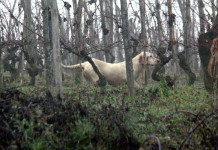 Alimentazione dei cani da caccia: la dieta corretta Alimentazione dei cani da caccia la dieta corretta: che cosa devono mangiare i cani da caccia