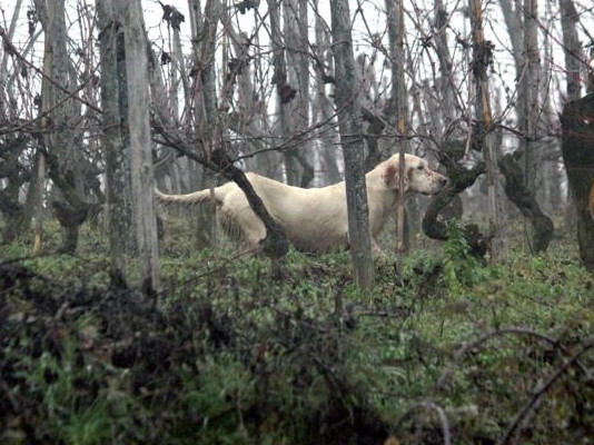 Alimentazione dei cani da caccia: la dieta corretta Alimentazione dei cani da caccia la dieta corretta: che cosa devono mangiare i cani da caccia