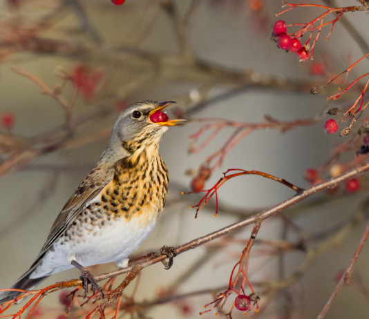 Anelli per richiami vivi in Lombardia, governo non impugna legge Anelli per richiami vivi in Lombardia: cesena (Turdus pilaris) su ramo d'albero, con bacca nel becco