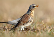 Anelli per richiami vivi in Toscana, la risposta dell’assessore Anelli per richiami vivi in Toscana, la risposta dell’assessore: cesena (Turdus pilaris)