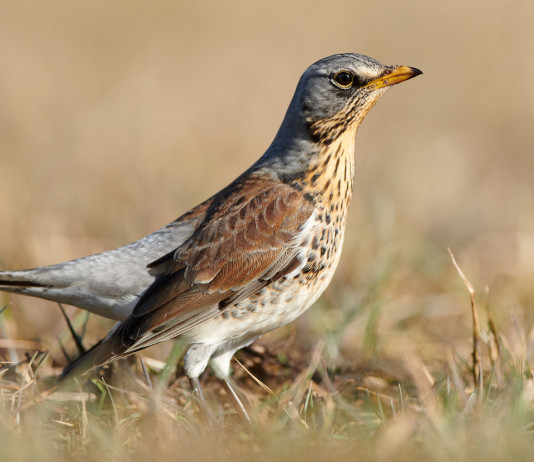 Anelli per richiami vivi in Toscana, la risposta dell’assessore Anelli per richiami vivi in Toscana, la risposta dell’assessore: cesena (Turdus pilaris)