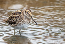 Anticipata la chiusura della caccia a tordo e uccelli acquatici in Sardegna Anticipata la chiusura della caccia a tordo e uccelli acquatici in Sardegna: frullino in ambiente acquatico