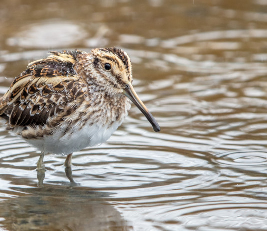 Anticipata la chiusura della caccia a tordo e uccelli acquatici in Sardegna Anticipata la chiusura della caccia a tordo e uccelli acquatici in Sardegna: frullino in ambiente acquatico