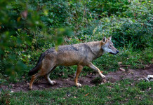 Attacchi di lupi a cani, i primi dati Federcaccia Attacchi di lupi a cani, i primi dati Federcaccia: lupo nel bosco