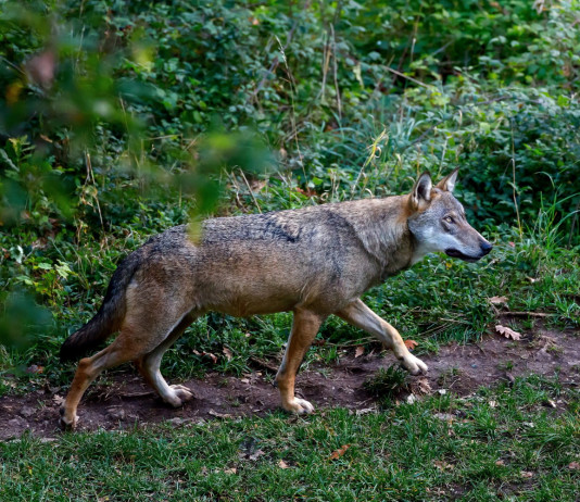 Attacchi di lupi a cani, i primi dati Federcaccia Attacchi di lupi a cani, i primi dati Federcaccia: lupo nel bosco