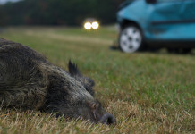Caccia al cinghiale in Umbria, la proposta della Lega Caccia al cinghiale in Umbria, la proposta della Lega: cinghiale morto vicino ad automobile azzurra