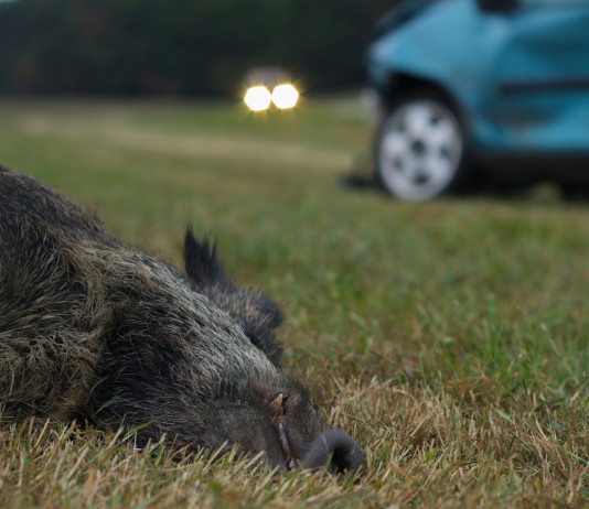 Caccia al cinghiale in Umbria, la proposta della Lega Caccia al cinghiale in Umbria, la proposta della Lega: cinghiale morto vicino ad automobile azzurra