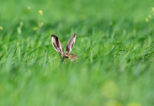 Caccia alla lepre italica, integrato il calendario venatorio della Sicilia Caccia alla lepre italica, integrato il calendario venatorio della Sicilia: orecchie di lepre nell'erba