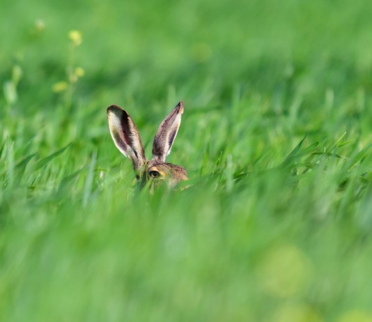 Caccia alla lepre italica, integrato il calendario venatorio della Sicilia Caccia alla lepre italica, integrato il calendario venatorio della Sicilia: orecchie di lepre nell'erba