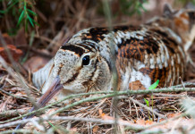 Calendario venatorio dell’Emilia Romagna, domani la discussione dell’appello Calendario venatorio dell’Emilia Romagna, domani la discussione dell’appello: beccaccia