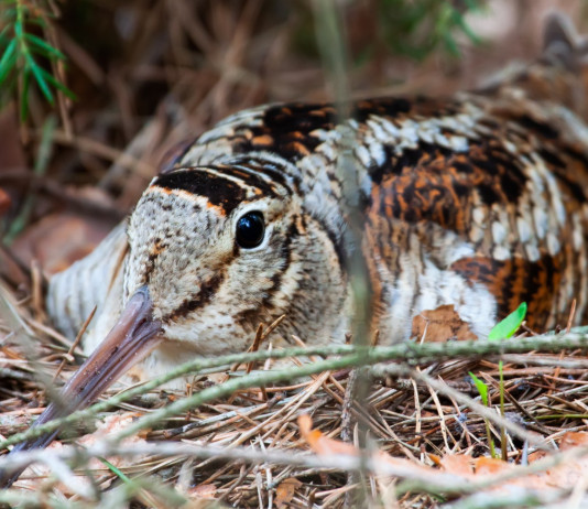 Calendario venatorio dell’Emilia Romagna, domani la discussione dell’appello Calendario venatorio dell’Emilia Romagna, domani la discussione dell’appello: beccaccia