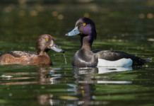 Calendario venatorio dell’Emilia Romagna, la situazione Calendario venatorio dell’Emilia Romagna, la situazione: due morette, maschio e femmina, in ambiente naturale