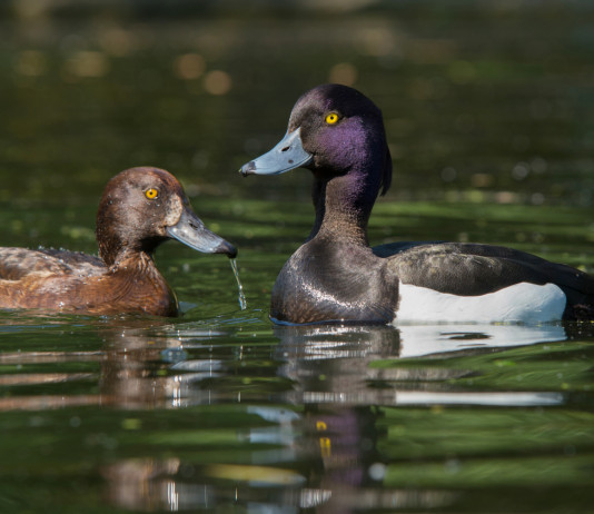 Calendario venatorio dell’Emilia Romagna, la situazione Calendario venatorio dell’Emilia Romagna, la situazione: due morette, maschio e femmina, in ambiente naturale