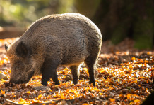 Cambia il regolamento della caccia al cinghiale in Umbria Cambia il regolamento per la caccia al cinghiale in Umbria