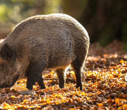Cambia il regolamento della caccia al cinghiale in Umbria Cambia il regolamento per la caccia al cinghiale in Umbria