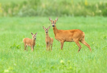 Capriolo e riscaldamento climatico capriolo e riscaldamento climatico