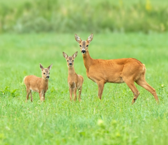 Capriolo e riscaldamento climatico capriolo e riscaldamento climatico