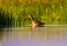 Dimezzate le giornate aggiuntive per la caccia alla migratoria in Veneto Dimezzate le giornate aggiuntive per la caccia alla migratoria in Veneto: beccaccino in ambiente acquatico