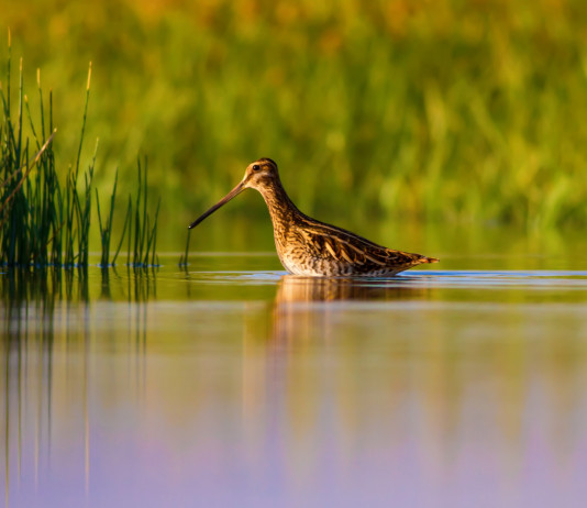 Dimezzate le giornate aggiuntive per la caccia alla migratoria in Veneto Dimezzate le giornate aggiuntive per la caccia alla migratoria in Veneto: beccaccino in ambiente acquatico