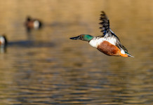 Giornate aggiuntive per la caccia alla migratoria in Veneto, decisione confermata Giornate aggiuntive per la caccia alla migratoria in Veneto: mestolone (Spatula clypeata) in volo in ambiente acquatico