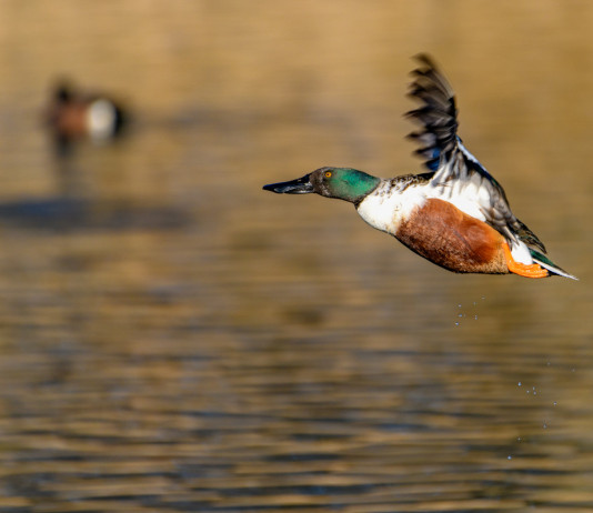 Giornate aggiuntive per la caccia alla migratoria in Veneto, decisione confermata Giornate aggiuntive per la caccia alla migratoria in Veneto: mestolone (Spatula clypeata) in volo in ambiente acquatico