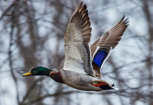 Giornate aggiuntive per la caccia alla migratoria in Veneto, un’altra ordinanza Giornate aggiuntive per la caccia alla migratoria in Veneto: germano reale in volo