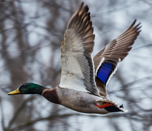 Giornate aggiuntive per la caccia alla migratoria in Veneto, un’altra ordinanza Giornate aggiuntive per la caccia alla migratoria in Veneto: germano reale in volo