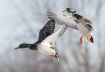 Identificazione delle zone umide, l’impegno del governo Identificazione delle zone umide: due germani reali in volo