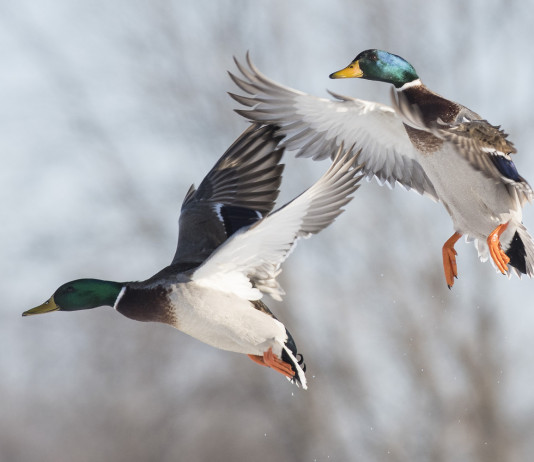 Identificazione delle zone umide, l’impegno del governo Identificazione delle zone umide: due germani reali in volo