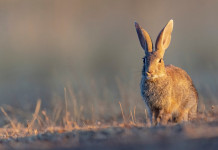 Il Tar salva la caccia al coniglio selvatico in Sicilia Il Tar salva la caccia al coniglio selvatico in Sicilia: coniglio selvatico in ambiente naturale