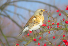 Modifiche alla legge sulla caccia in Lombardia, le anticipazioni della Federcaccia Modifiche alla legge sulla caccia in Lombardia: cesena su ramo