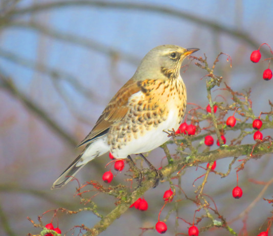 Modifiche alla legge sulla caccia in Lombardia, le anticipazioni della Federcaccia Modifiche alla legge sulla caccia in Lombardia: cesena su ramo