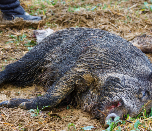 Peste suina africana in Lombardia, cambiano zone di restrizione Peste suina africana in Lombardia, cambiano zone di restrizione: carcassa di cinghiale