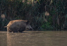 Peste suina africana in Lombardia, le richieste della Federcaccia Peste suina africana in Lombardia, le richieste della Federcaccia: cinghiale in pozza d'acqua
