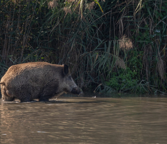 Peste suina africana in Lombardia, le richieste della Federcaccia Peste suina africana in Lombardia, le richieste della Federcaccia: cinghiale in pozza d'acqua