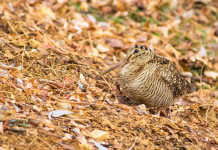 Quanti calendari venatori regionali sono cambiati in tribunale? Quanti calendari venatori regionali sono cambiati in tribunale: beccaccia tra le foglie autunnali