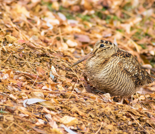Quanti calendari venatori regionali sono cambiati in tribunale? Quanti calendari venatori regionali sono cambiati in tribunale: beccaccia tra le foglie autunnali