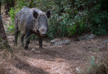 Quanti cinghiali morti di peste suina africana in Italia? Quanti cinghiali morti di peste suina africana in Italia? cinghiale nel bosco