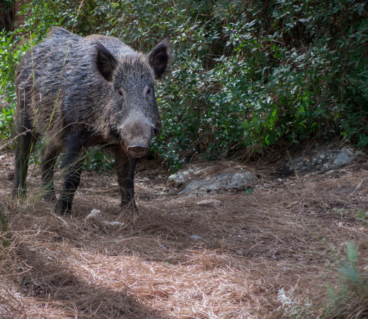 Quanti cinghiali morti di peste suina africana in Italia? Quanti cinghiali morti di peste suina africana in Italia? cinghiale nel bosco
